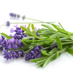 Lavender bunch on a white