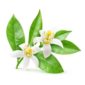 Isolated blossoming branch of orange tree Isolated orange flowers. Blossoming branch of orange tree isolated on white background with clipping path