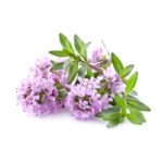 Thyme flowers in closeup