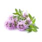 Thyme flowers in closeup