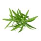 Tarragon (Artemisia dracunculus)  isolated on white background