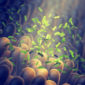 Gut flora,