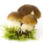 boletus edulis mushrooms on moos - white background